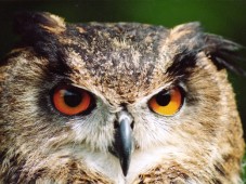 Extended Private Hawk Walk for Two 90 mins