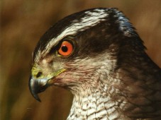 Private Hawk Walk for Two 60 min