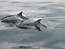 Dolphin and Whale Watching in Ireland