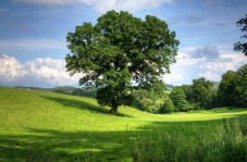 Plant a Tree Gift and help the planet