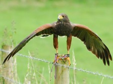 Falconry Adventure for Two in Wicklow