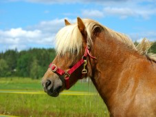United Kingdom : Adopt a Pony, Unique Christmas Gift Idea for Kids