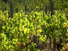 Adopt a Vine - Vineyard Tour
