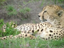 Group Incentive Travel Safari in Kenya