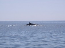 Whale and Dolphin Watching Weekend for Two Co.Cork,  Ireland