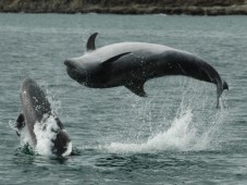 Whale and Dolphin Watching Weekend Co.Cork, Ireland