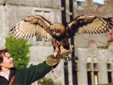 Private Hawk Walk 60 min