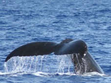 Iceland : Whale Watching in Iceland Reykjavik, Iceland
