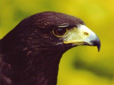 Extended Private Hawk Walk in Co. Mayo.