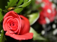Europe : Name a Rose