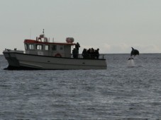 Bottlenose Dolphin jumping next to our Whale watching Tour Boat