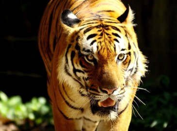Experiences With Animals