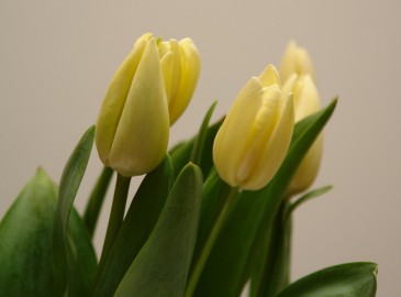 Easter Gifts for Her