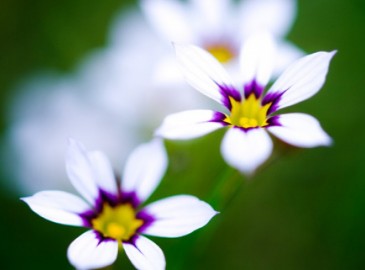 Spring Experiences
