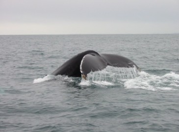 Whale and Dolphin watching
