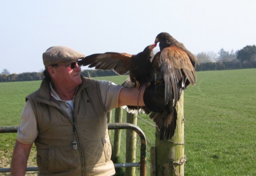 Falconry - Birds of Prey Experiences