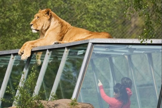 ZooSafari Thoiry : Billet Coupe File - 2 Enfants (3-11 ans)