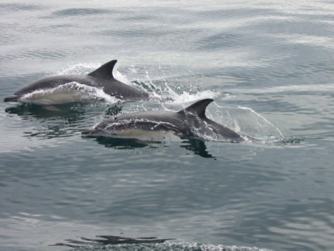 Dolphin and Whale Watching for Two in West Cork