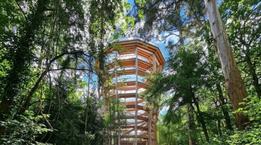 Avondale Treetop Walk Adult Ticket