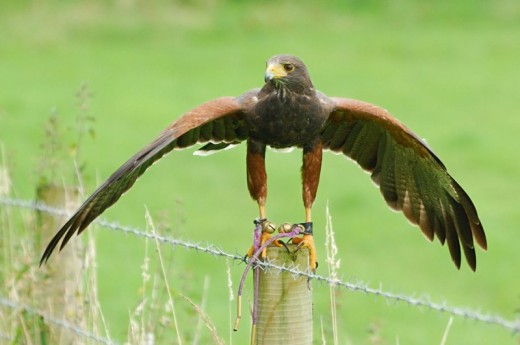 Harris Hawk