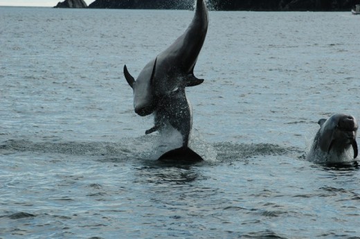 Bottlenose Dolphins jumping