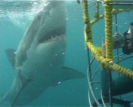 Face to face with a Shark