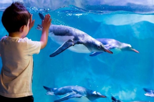 Visite de l'Aquarium SEA LIFE - 2 Enfants (3-11 ans)