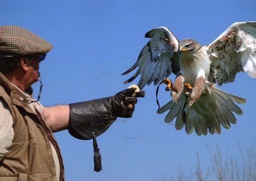 Private Falconry Walk