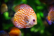 Visite de l'Aquarium SEA LIFE - 2 Enfants (3-11 ans)