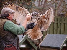 One of many Birds of Prey