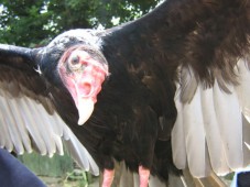 Turkey Vulture