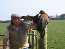 Handling a pair of Harris Hawks