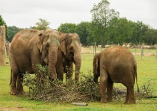 Whipsnade Zoo Ticket (for Two)
