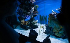 Galway Atlantaquaria Adult Ticket