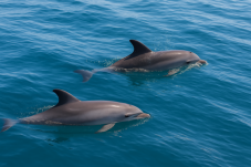 Dolphin and Whale Watching in Ireland