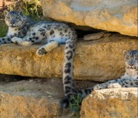 Visite du Bioparc - Billet Enfant - (3-10ans)