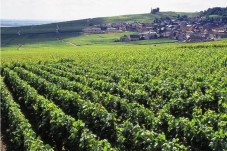 Visit 100% Grand Cru - Maison Mumm - Reims (51)