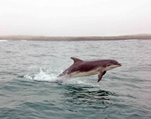 2 Hour Sightseeing Charter - Sligo Bay