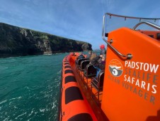 Guided RIB Sealife Safari- Padstow 