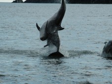 Bottlenose Dolphins jumping