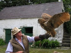  Eurasian Eagle Owl