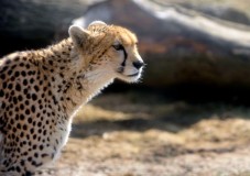 Whipsnade Zoo Ticket (for Two)