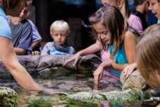 Visite de l'Aquarium SEA LIFE - 2 Enfants (3-11 ans)