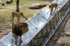 ZooSafari Thoiry : Billet Coupe File - 2 Enfants (3-11 ans)