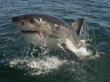 Breaching shark