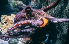 Galway Atlantaquaria Adult Ticket