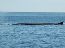 Adult Fin Whale