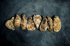 Guinness & Oysters Tasting Dublin
