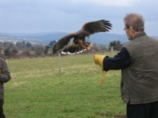 Hawk Walk