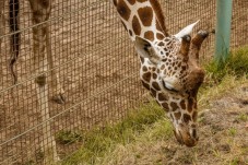Dublin Zoo Entry Ticket 